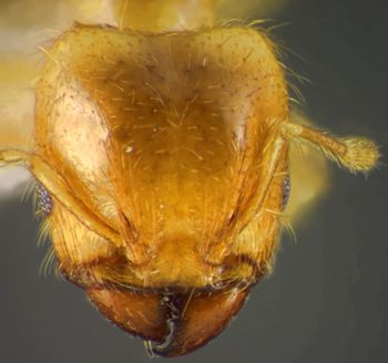 Media type: image;   Entomology 34273 Aspect: head frontal view